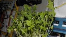 အာကာသထဲ အပင်စိုက်မယ် အာကာသထဲ အပင်စိုက်မယ်