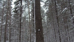 中国被批掠夺西伯利亚森林资源 民众愤怒 中国被批掠夺西伯利亚森林资源 民众愤怒