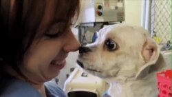 不再是盘中餐:韩国小狗移民美国 不再是盘中餐:韩国小狗移民美国