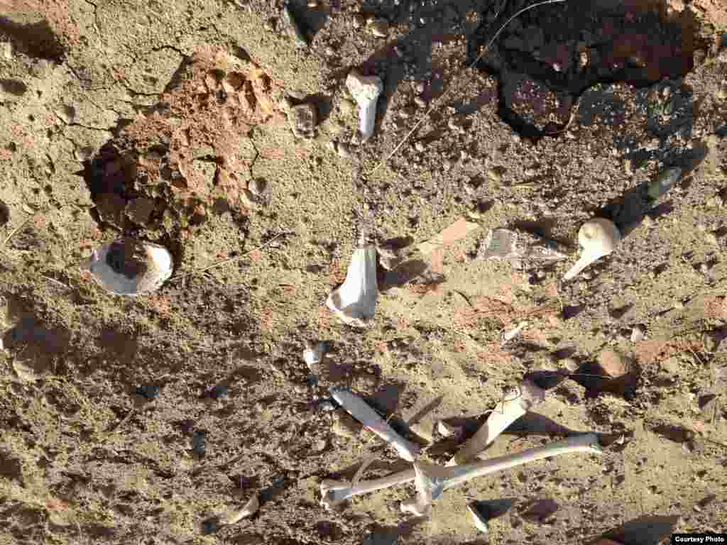 纪念碑被毁后抛出的遗骨(图片:艾晓明提供)