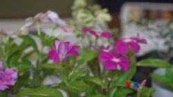 WWF-Myanmar ရဲ့ သဘာ၀၀န်းကျင်အရေး လှုပ်ရှားမှု WWF-Myanmar ရဲ့ သဘာ၀၀န်းကျင်အရေး လှုပ်ရှားမှု