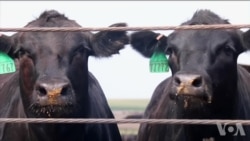 农业成为美欧贸易协议重大阻碍 农业成为美欧贸易协议重大阻碍