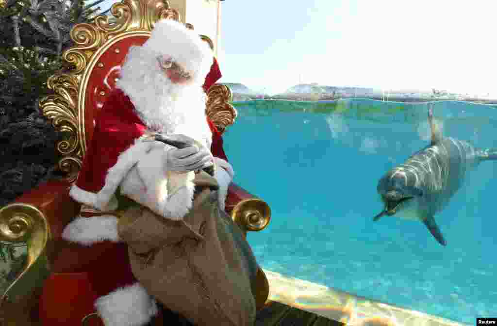 2017年12月22日,法国昂蒂布的海洋动物园附近,一位身穿圣诞老人服装的男子拿着一条鱼,旁边有一只海豚游来游去。