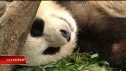 Tại sao gấu trúc có bộ lông đen trắng? Tại sao gấu trúc có bộ lông đen trắng?