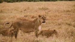 2020疫情为野生动物提供休养生息 2020疫情为野生动物提供休养生息