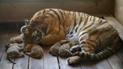 တောရိုင်းတိရစ္ဆာန်နဲ့ သစ်ခိုးထုတ်မှု တိုက်ဖျက်ရေး တိုးလုပ်ဖို့ UNODC တိုက်တွန်း တောရိုင်းတိရစ္ဆာန်နဲ့ သစ်ခိုးထုတ်မှု တိုက်ဖျက်ရေး တိုးလုပ်ဖို့ UNODC တိုက်တွန်း