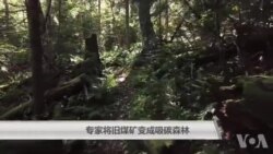 专家将旧煤矿变成吸碳森林 专家将旧煤矿变成吸碳森林