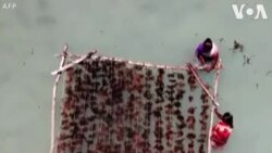 အိန္ဒိယကမ်းခြေမှာတွင်ကျယ်လာတဲ့ ရေညှိပင်စိုက်ပျိုးရေး အိန္ဒိယကမ်းခြေမှာတွင်ကျယ်လာတဲ့ ရေညှိပင်စိုက်ပျိုးရေး