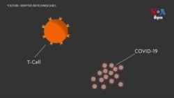VOA英语视频: 测试免疫系统对新冠病毒反应 新研究有助于诊断治疗 VOA英语视频: 测试免疫系统对新冠病毒反应 新研究有助于诊断治疗