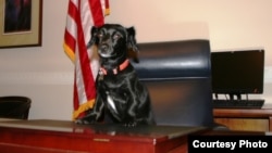 胡迪(照片来源:Humane Society flickr)