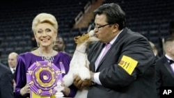 在纽约举行的威斯敏斯特犬展上,评委丽贾娜•莱宁斯(左)与训犬师加布里埃尔•兰格尔与赢得最高大奖的硬毛猎狐梗“天空”(Sky)亲切合影。(2014年2月11日)