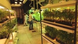 California မှာ ဆေးခြောက် တရားဝင် စတင်ရောင်းချ California မှာ ဆေးခြောက် တရားဝင် စတင်ရောင်းချ