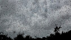 ကျိုင်းကောင်အန္တရာယ် ဆိုမာလီ အရေးပေါ်ကြေညာ ကျိုင်းကောင်အန္တရာယ် ဆိုမာလီ အရေးပေါ်ကြေညာ