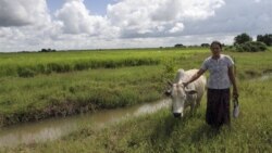 မြန်မာ့လယ်ယာမြေ ပြဿနာ မြန်မာ့လယ်ယာမြေ ပြဿနာ