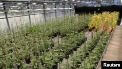 资料照: 美国密苏里州一个孟山都公司的转基因大豆试验田 。(2009年10月9日)