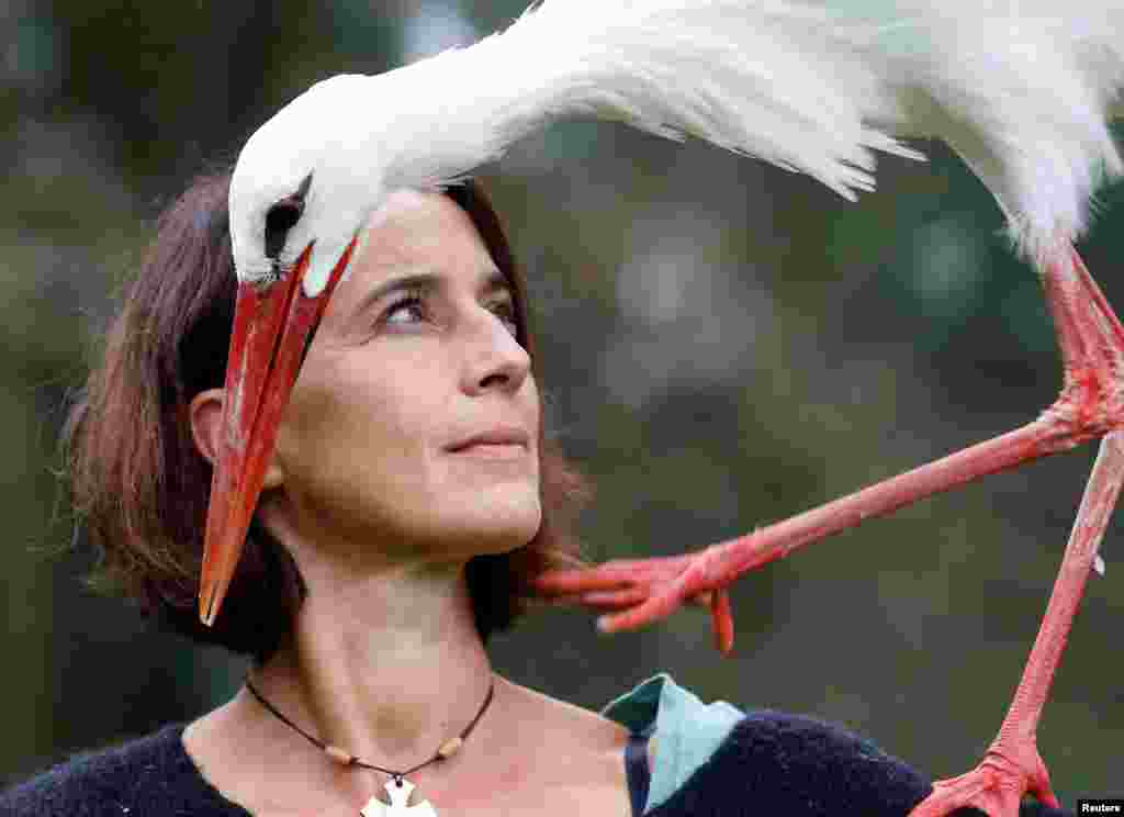 2018年10月26日，训鸟师Valerie Recher在法国图卢兹附近训练一只鹳（stork）。