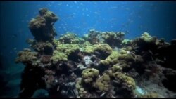 美国万花筒:国家公园之旅-海龟国家公园 美国万花筒:国家公园之旅-海龟国家公园