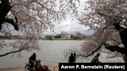 华盛顿之春,潮汐湖畔,满树樱花压枝头,游人眺望湖对面的杰佛逊纪念堂(2017年4月1日)。美国首都华盛顿2017年成为第一个获得LEED白金认证的城市。