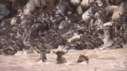 非洲动物种群因战乱而减少 非洲动物种群因战乱而减少