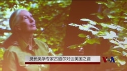 灵长类学家古道尔对话美国之音 赞中美象牙禁令 灵长类学家古道尔对话美国之音 赞中美象牙禁令