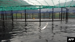 资料照:挪威一个三文鱼养殖场的水面上跃起一条三文鱼。(2014年9月11日)