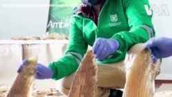 ငါးမန်းတောင်သုံးထောင်ကျော် ကိုလံဘီယာမှာ သိမ်းဆည်းရမိ ငါးမန်းတောင်သုံးထောင်ကျော် ကိုလံဘီယာမှာ သိမ်းဆည်းရမိ