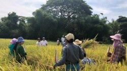 မြန်မာ့လူငယ်တွေ အတွက် စိုက်ပျိုးရေး