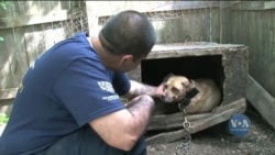 Жорстоке ставлення до тварин відтепер кримінальний злочин у США. Відео Жорстоке ставлення до тварин відтепер кримінальний злочин у США. Відео