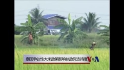 泰国争议性大米政策影响执政党支持度 泰国争议性大米政策影响执政党支持度