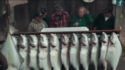 阿拉斯加荷马市的捕鱼大赛 阿拉斯加荷马市的捕鱼大赛