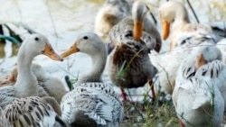 ကြက်ငှက်တုပ်ကွေးကြောင့် ကမ္ဘောဒီးယားမှာ ကလေးငယ်တစ်ဦးသေဆုံး ကြက်ငှက်တုပ်ကွေးကြောင့် ကမ္ဘောဒီးယားမှာ ကလေးငယ်တစ်ဦးသေဆုံး