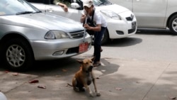ခွေးရူးပြန်ရောဂါ ကာကွယ်ရေး ခွေးရူးပြန်ရောဂါ ကာကွယ်ရေး