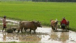 လယ်ယာစိုက်ပျိုးရေးကဏ္ဍ ဘယ်လိုပြုပြင်မလဲ - အပိုင်း (၁) လယ်ယာစိုက်ပျိုးရေးကဏ္ဍ ဘယ်လိုပြုပြင်မလဲ - အပိုင်း (၁)