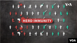 VOA Graphics - Herd Immunity Explainer thumbnail