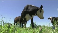 Наука на допомозі аграріям: генетична корекція вирішує глобальні проблеми фермерів. Відео Наука на допомозі аграріям: генетична корекція вирішує глобальні проблеми фермерів. Відео