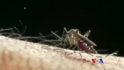 ဇီကာအန္တရာယ် ဇီကာအန္တရာယ်