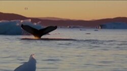 北极冰川消融 居民五味杂陈 北极冰川消融 居民五味杂陈