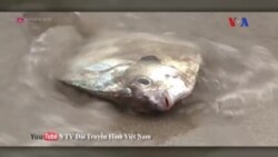 Truyền hình vệ tinh VOA 23/4/2016 Truyền hình vệ tinh VOA 23/4/2016