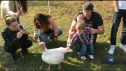 У притулку для тварин День подяки святкують у компанії індиків. Відео У притулку для тварин День подяки святкують у компанії індиків. Відео