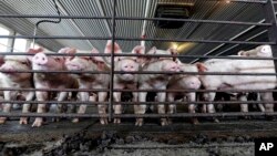 资料照:美国伊利诺伊州一家养猪场