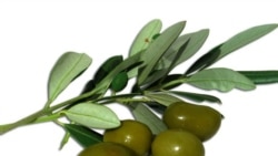 မျက်မှောက်သတင်းလောက အီဒီယံအသုံးအနှုန်း မျက်မှောက်သတင်းလောက အီဒီယံအသုံးအနှုန်း