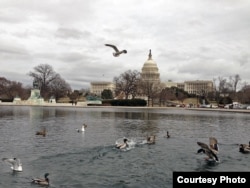 美国之音总部附近的美国国会大厦和大水池 (Diaa Bekheet/VOA)