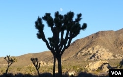 南加州沙漠里的约书亚树(美国之音国符拍摄)