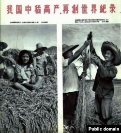 中国1958年大跃进期间的报刊照片显示人坐在密植的稻子上和测量稻株的长度。当时各地竞相伪造粮食高产,种下大饥荒恶果。