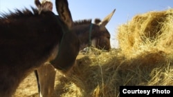 像马谢勒这样通常是穷困的南非农民说道,自己被迫贱卖珍贵的驴子或是面临驴子被窃贼偷走。由于中国市场对驴子各部位的需求日益增加,窃贼们亟于满足这些需求。(美国之音卡西姆拍摄)