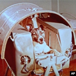 1957年11月，苏联发射的“卫星二号”上带了个特殊的乘客，一只名叫莱卡的狗