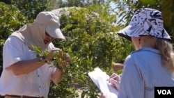 霍德尔夫妇检视柑橘树(美国之音国符拍摄)