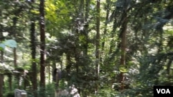 Могила Степана Бандери