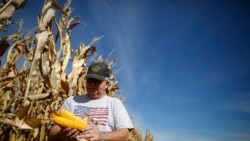 在伊利诺伊州米努卡,农民丹·罗伯茨在收获期间检查他的玉米作物。(资料照片,2014年9月24日)