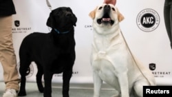 2017年3月21日,两只拉布拉多寻回犬Reggie(右)和Theo(左)参加美国犬业俱乐部在纽约市举行的记者会。与2017年一样,拉布拉多犬2018年继续被命名为最受美国人喜爱的犬种。